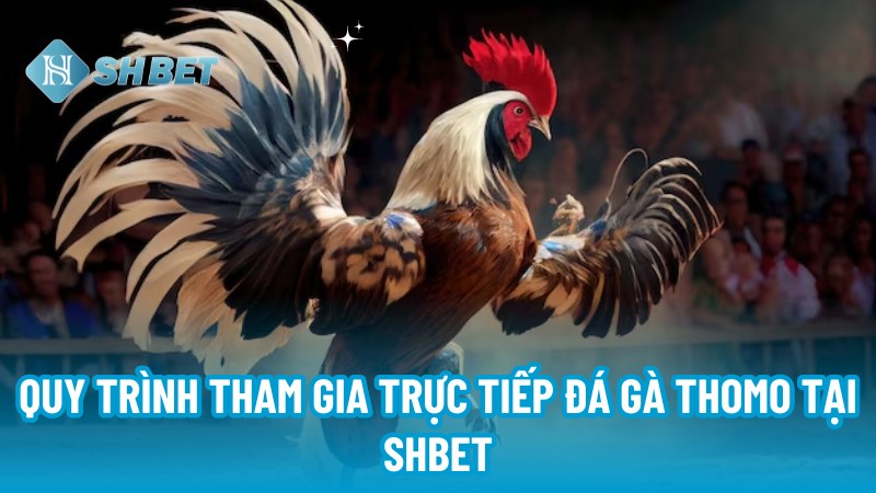 Quy trình tham gia trực tiếp đá gà Thomo tại SHBET